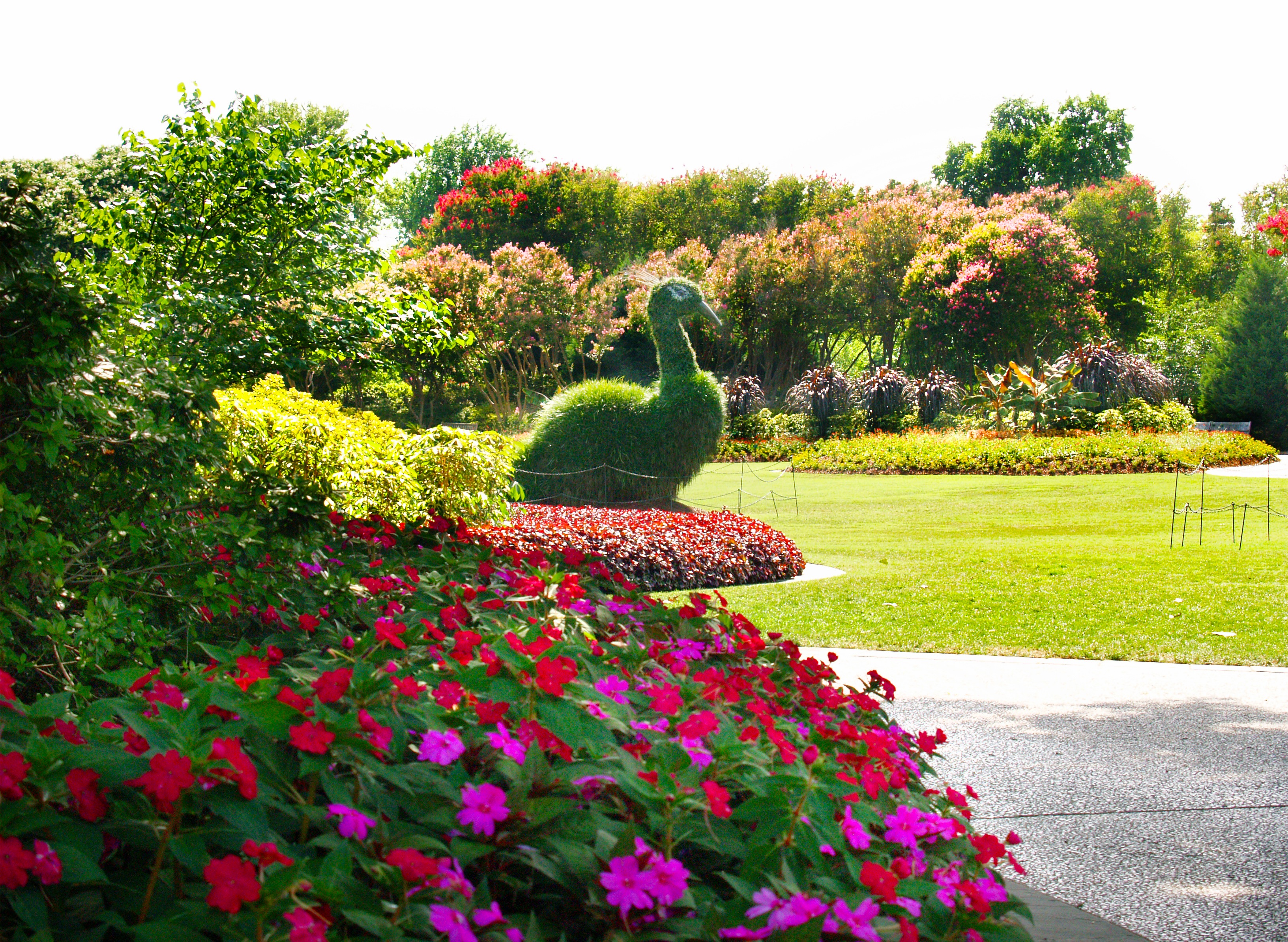 7 11 14 Peacock Topiary In The Jonsson Color Garden Jpg Dallas