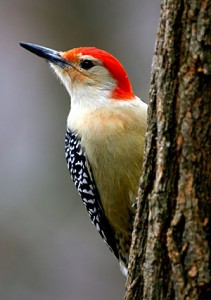 red_bellied_woodpecker_5.jpg