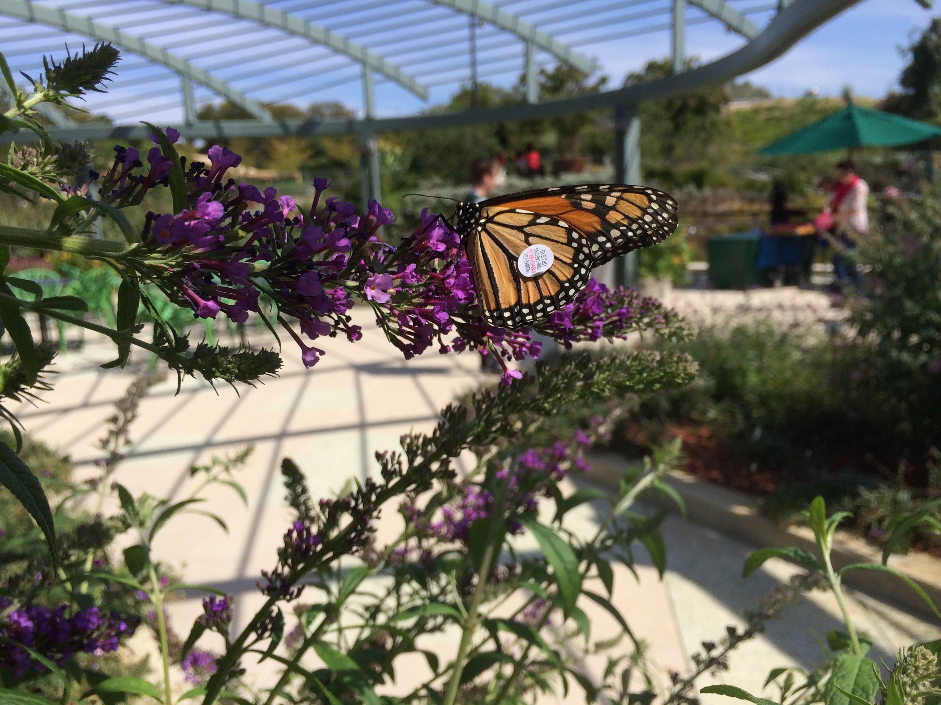 Monarch Madness Dallas Arboretum And Botanical Garden Blog