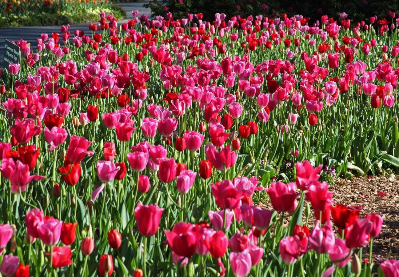 Tulips Dallas Arboretum And Botanical Garden Blog
