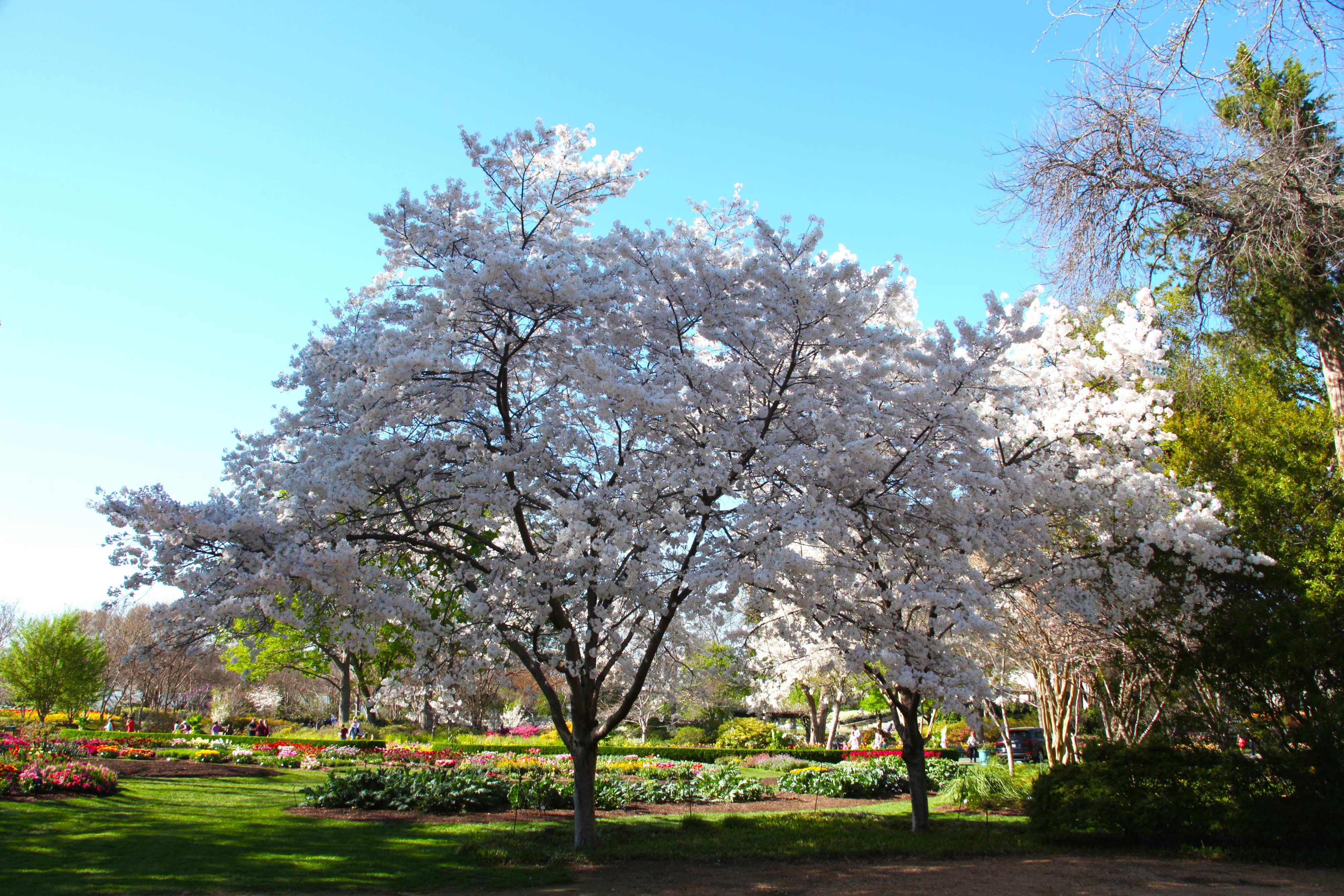 Cherry Trees Grace The Dallas Arboretum Dallas Arboretum And 