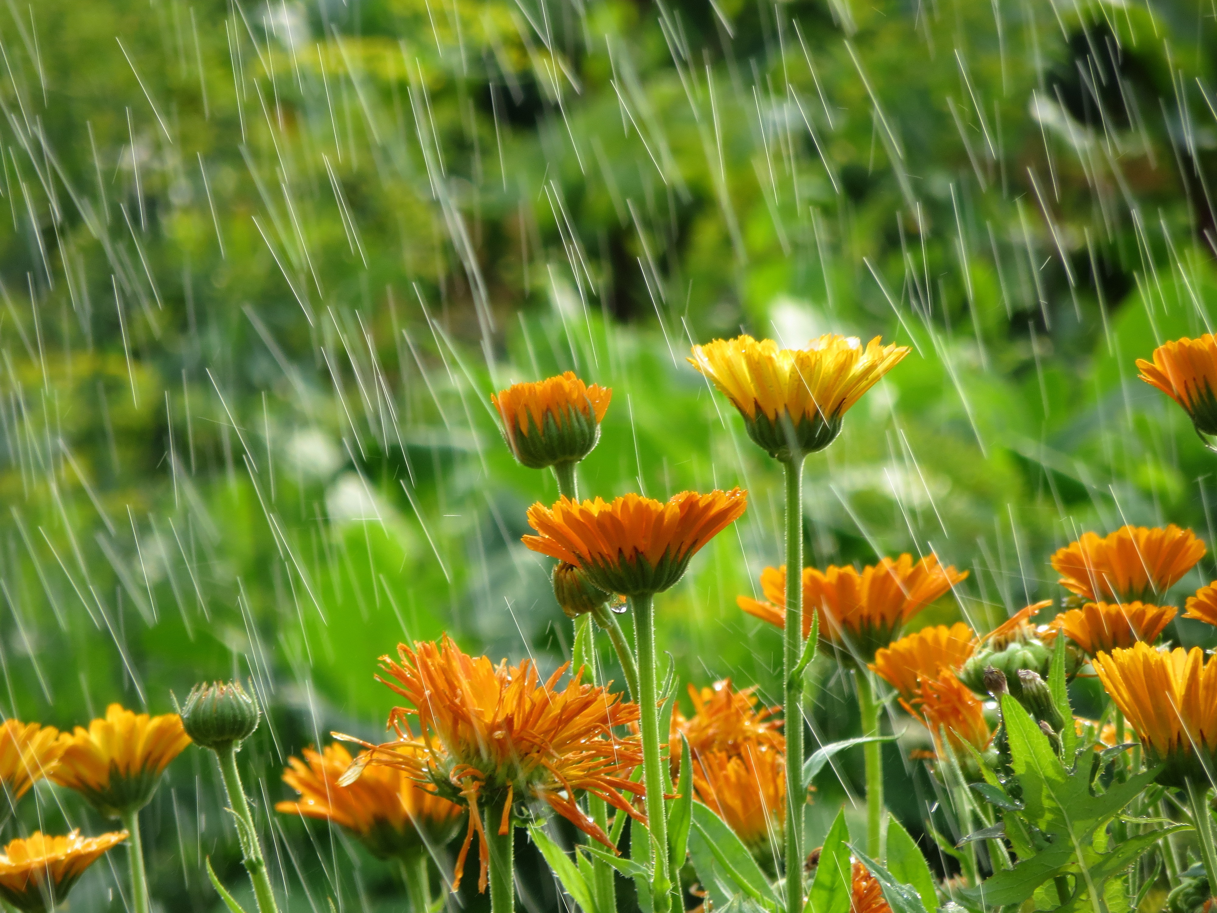 what-to-do-in-the-garden-with-all-this-rain-dallas-arboretum-and