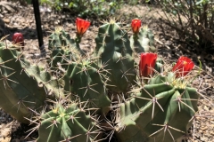 Claret cup cactus