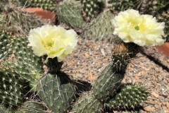 echinocactus-triglochidiatus