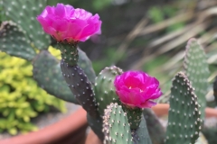 Opuntia sp. ‘Little Monk’