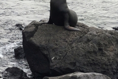 Lobos on San Cristobal Island
