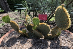 opuntia-aciculata-2