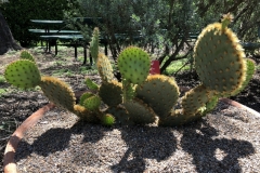 opuntia-aciculata-3