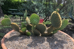 opuntia-aciculata-4