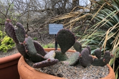 opuntia-aurea-coombes-winter-glow-1