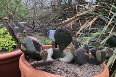 opuntia-aurea-coombes-winter-glow-2