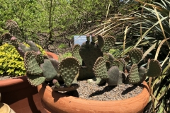 opuntia-aurea-coombes-winter-glow-3