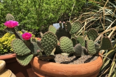 opuntia-aurea-coombes-winter-glow-4