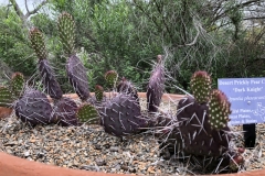 opuntia-dark-knight1