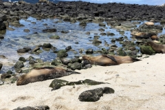 Sea-lions-abound-on-Islote-Mosquera-just-minutes-from-the-Baltra-Island-airport-1