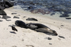 Sea-lions-abound-on-Islote-Mosquera-just-minutes-from-the-Baltra-Island-airport-2