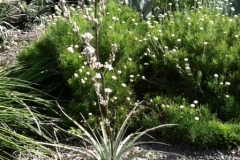 texas-native-plant-lab-4