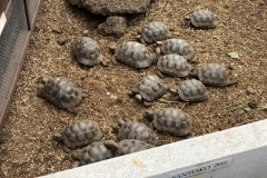 Wildlife-on-Santa-Cruz-tortoise-hatchlings-marine-iguanas-brown-pelican-and-sea-lion-1
