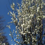 Celebrate cherry blossom season at the Arboretum