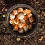 Nine steps for planting spring bulbs