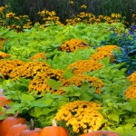 The mums are in bloom at Autumn at the Arboretum