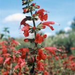 Save Room for Salvias, One of Monarchs’ Favorites