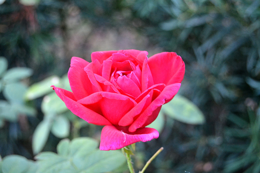 Fall Roses at the Dallas Arboretum