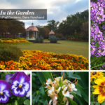 Fall Is Blooming Bright at the Dallas Arboretum