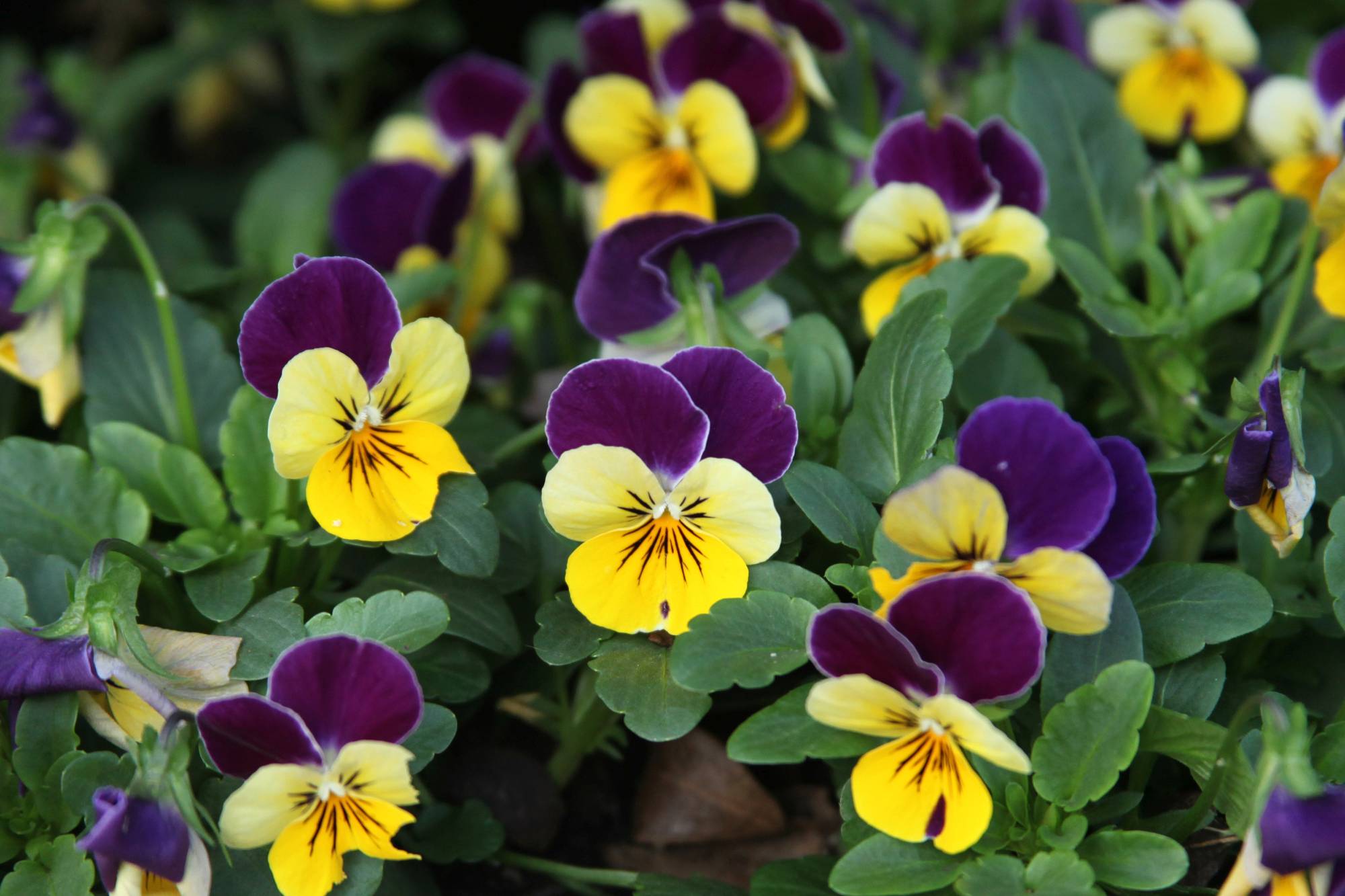 Pansies Why the Arboretum Looks Beautiful Even During the