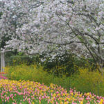 Spring Has Sprung at the Dallas Arboretum