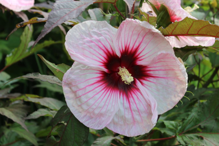 Horticulture's Summer Prep at the Dallas Arboretum - Dallas Arboretum ...