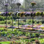 Three Tips for Helping Your Home Garden During Summer Heat Waves in North Texas