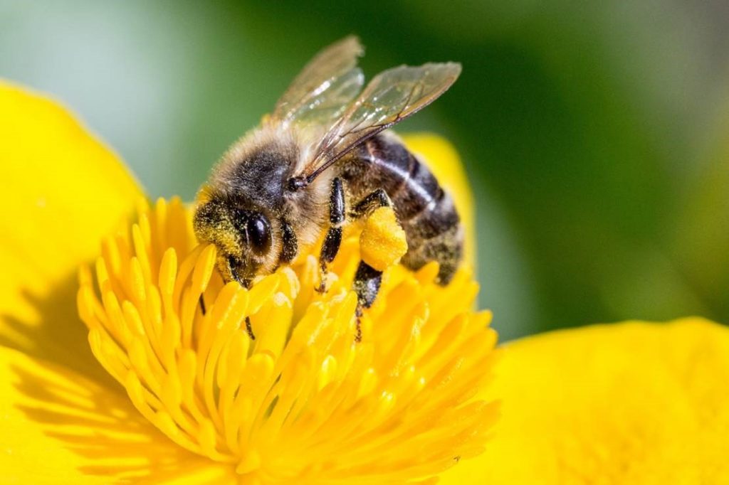 Close up image of a bee pollinating yellow flower