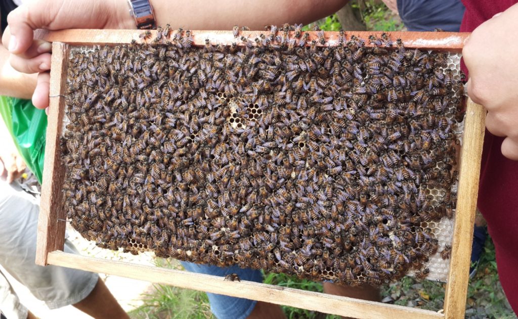 Honey Bee, Fresh Honey, Bee Farming