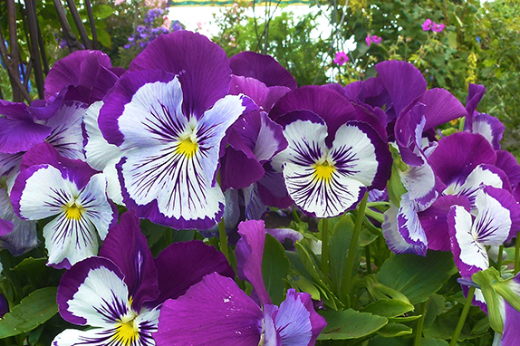Purple Flowers to Love This Winter - Dallas Arboretum and Botanical Garden  Blog
