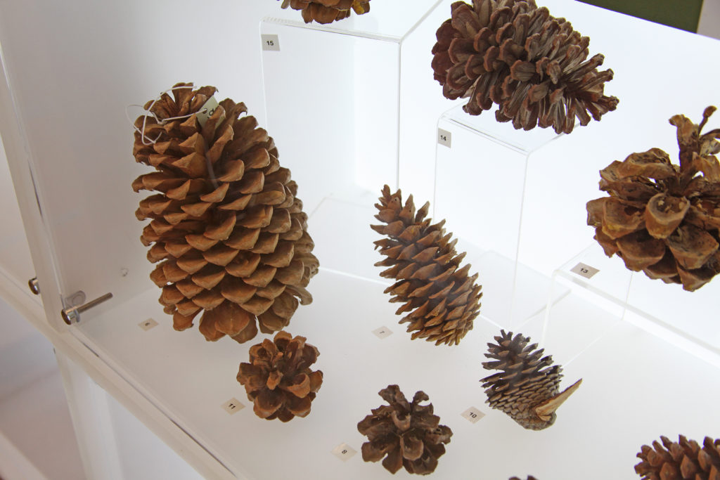 Pine Cone Botany For Beginners - Dyck Arboretum