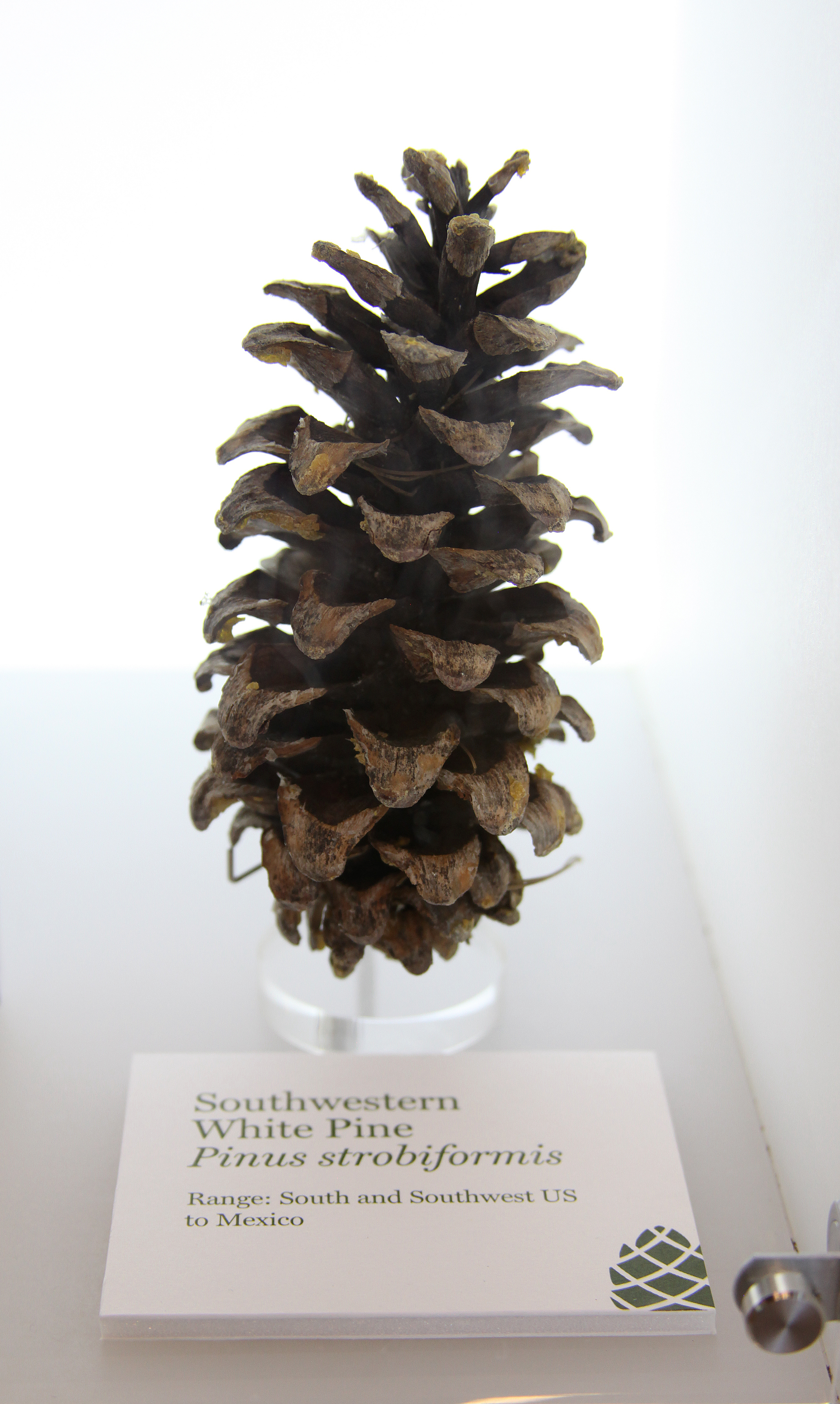 Pine Cone Botany For Beginners - Dyck Arboretum