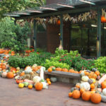 All About the Dallas Arboretum’s Pumpkins, Squash, and Gourds