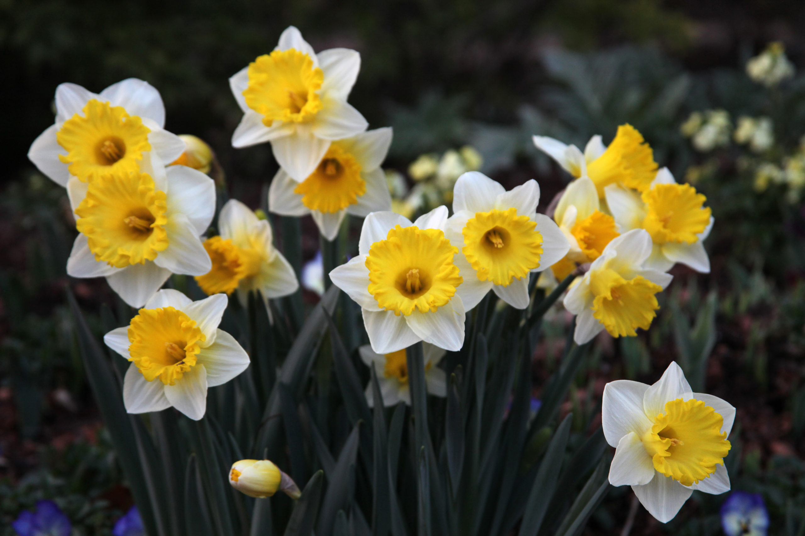 Bunga daffodil cr: Dallas Arboretum