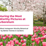 Tips for Capturing the Most Instagram-Worthy Pictures at the Dallas Arboretum