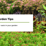 Summer Garden Tips